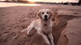A large golden retriever dog on a sandy beach on the ocean looks into the frame and runs after the cameraman. Slow motion video