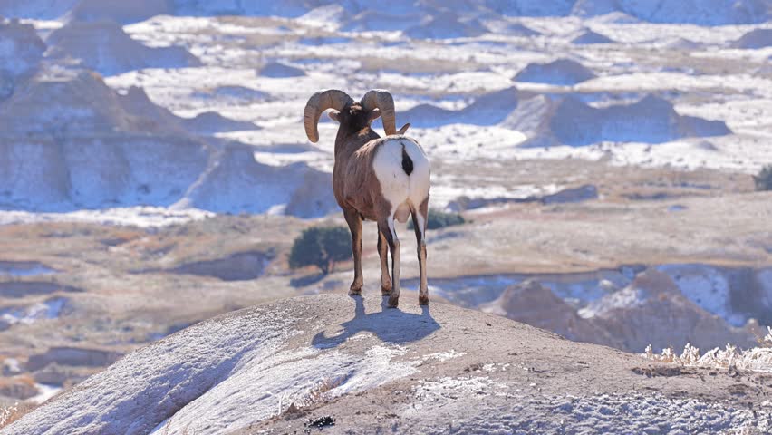Wild Bighorn Sheep in the rugged landscape of Badlands National Park, South Dakota in the winter.