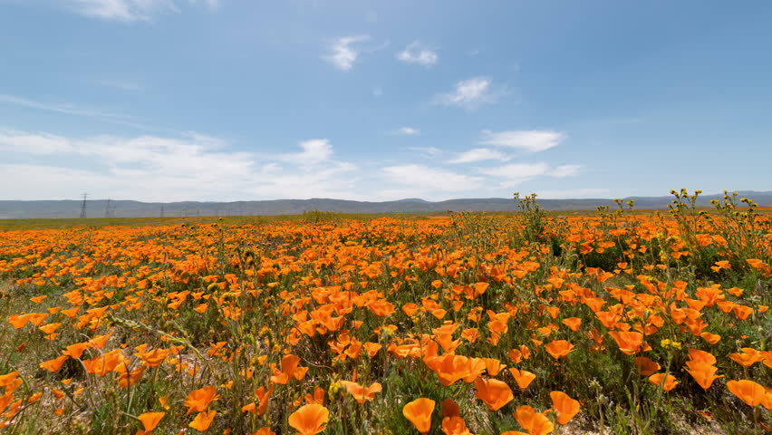Timelapse tracking shot of California Poppy field during super bloom in Lancaster, California, USA Royalty-Free Stock Footage #1111145959
