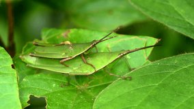 Green grasshoppers mating on the green leaves of a forest in 4K macro video in natural light.