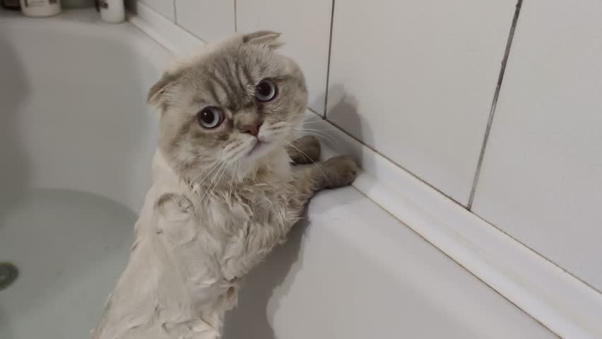 Scottish Fold white cat bathing Leaning on bathtub stands on hind legs. Cat's fear of swimming in water. Frightened kitten bathes for the first time. Owner washes cat animal care funny kitten | Shutterstock HD Video #1111150457