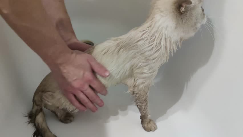 Scottish Fold white cat bathing Leaning on bathtub stands on hind legs. Cat's fear of swimming in water. Frightened kitten bathes for the first time. Owner washes cat animal care funny kitten | Shutterstock HD Video #1111150463