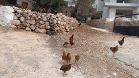 Chickens and chicks are walking around in front of the house in the village, wonderful natural view, animal world, village life, life, 4K video shooting buying now. 