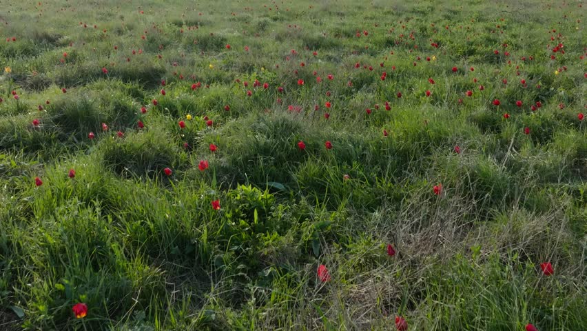 Flying over the spring steppe with tulips in bloom. Wild tulips blooming in the steppe. Spring on the wild lands. Natural field of red tulips. naturally grown tulips. Royalty-Free Stock Footage #1111154849