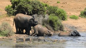 African elephants (Loxodonta africana) playing in a muddy waterhole, Addo Elephant National Park, South Africa