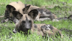 African Wild Dog Looks Up While Resting 4k Resolution