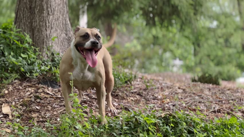 American Pit Bull Terrier barking