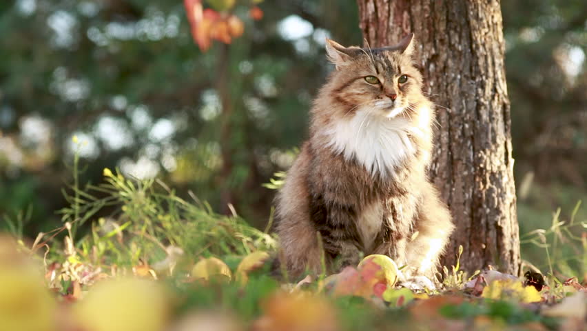 beautiful fluffy red Siberian cat walking outdoors in autumn countryside yard, pet sitting under pear tree among fallen leaves in sunlight on nature Royalty-Free Stock Footage #1111165681