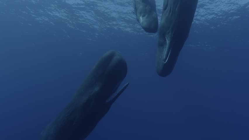 Engaging 4K video showcasing young sperm whales playfully interacting with open mouths. Perfect for educational and marine life documentaries. Explore my gallery for more sperm whale videos. Royalty-Free Stock Footage #1111166025