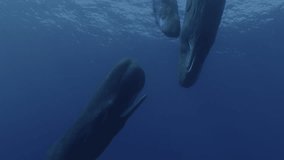 Engaging 4K video showcasing young sperm whales playfully interacting with open mouths. Perfect for educational and marine life documentaries. Explore my gallery for more sperm whale videos.