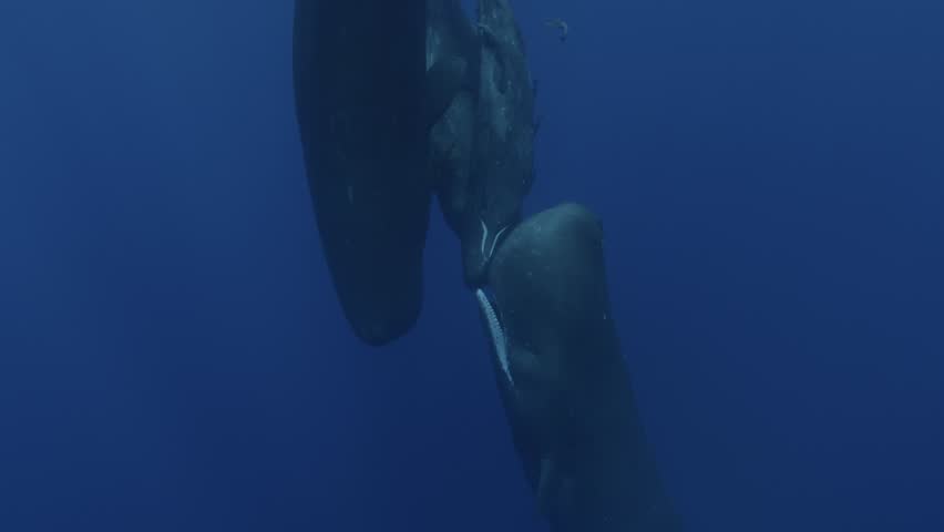 Touching underwater scene as two sperm whales tenderly caress a newborn, a rare glimpse into their nurturing behavior. For more captivating sperm whale footage, explore my gallery. Royalty-Free Stock Footage #1111166587