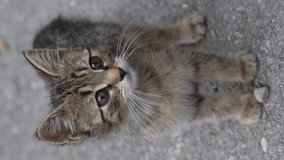 Vertical video. Close-up of cute kitten curious kitten looks around on the street, slow motion. Pets and animals concept 
