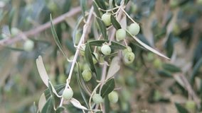 Olives on an olive branch moving in the wind.
