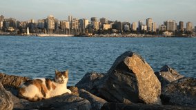 Multicolored stray cat is lying down on rocks beside sea at Istanbul Moda Bay
