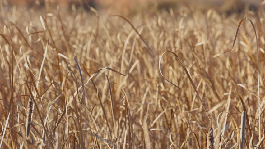 Wetlands in Boulder Colorado, Colorado Landscape Nature Plants in Pond