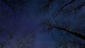 Composite time lapse video of a stary night sky behind large leafless trees. Many satellites and aircraft streak through the sky. The stars rotate around the north star. 