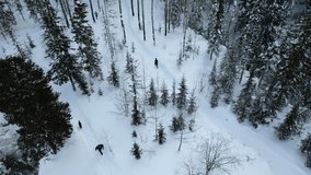 Aerial view of a man walking with his dog in deep snow in Austria. Clip. Scenic view of pine tree forest and snow covered ground.