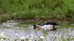 Knob-billed duck feeding on water grass