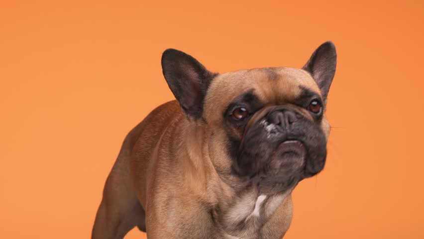 hungry French bulldog puppy sticking out tongue and licking nose while looking up and begging for food on orange background