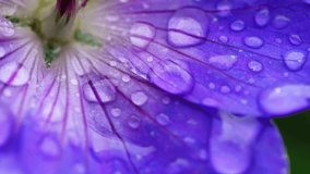Purple flower after rain macro close up zoom selective focus - Powered by Shutterstock - Get 15% off with code: PIKWIZARD15