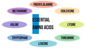 Illustrative table of essential amino acids appearing on a white background, 4K animated slide