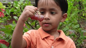 A boy is eating red grapes with her mouth full in the garden. Asian little boy eating fresh red grapes fruit. Concept of children eating healthy fresh fruits. 4k video closeup views.