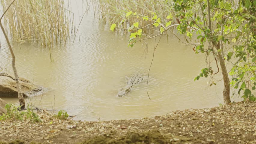 A large brown crocodile looks from water to water. Wild animal in nature by the lake. Inconspicuous crocodile on the surface of the water ready to attack.