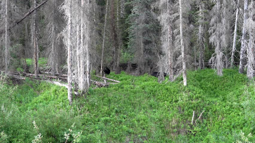 Mother black bear and cub walking and eating in the forest. Canadian Rockies, wide shot.