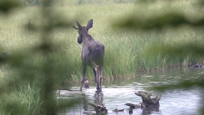 Young bull moose eating in water in the canadian rockies. med. shot