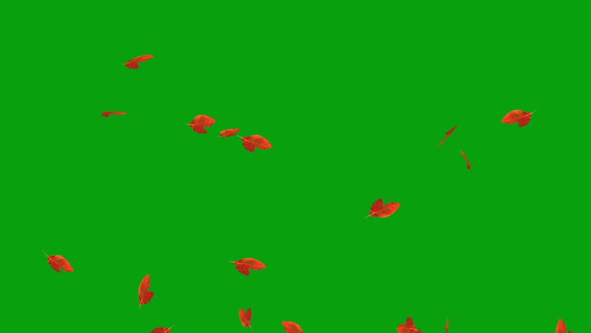 Falling sassafras leaves green screen motion graphics | Shutterstock HD Video #1111197345