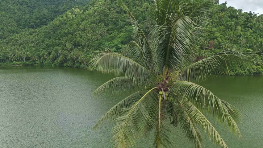Aerial drone shot circling a large palm tree next to Mahucdam Lake in Surigao Del Norte, Philippines. Daytime. 
