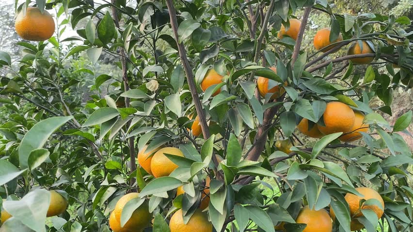 Orange Groves and mandarin tree. Orange fruit farm field. Sweet Orange citrus fruits in garden. Mandarin trees at plantation cultivated. Harvest season in Spain Grove. Citrus Tangerine plant.  Royalty-Free Stock Footage #1111201383