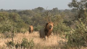 Male Lions Guarding Territory in African Game Park