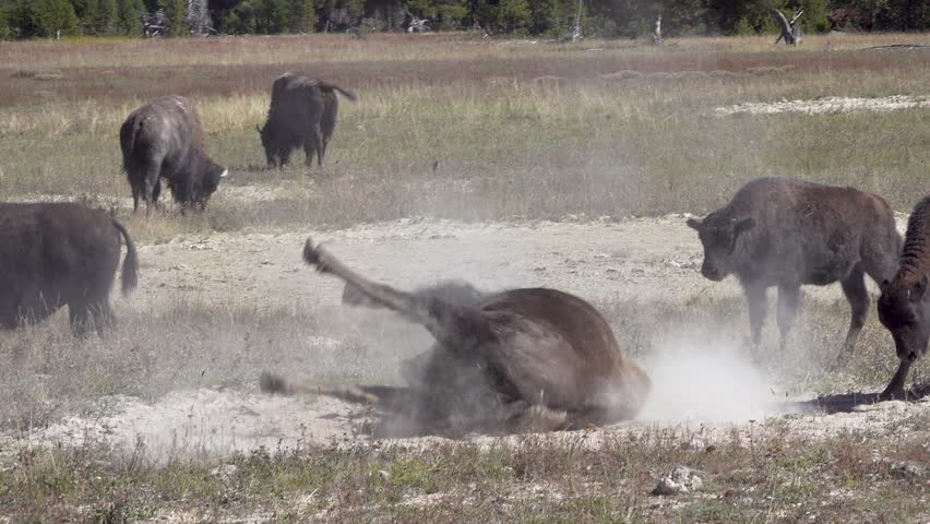 American bison takes a dust bath, Yellowstone National park, Wyoming, USA