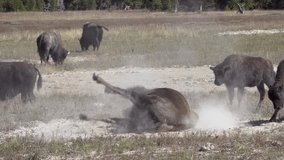 American bison takes a dust bath, Yellowstone National park, Wyoming, USA - Powered by Shutterstock - Get 15% off with code: PIKWIZARD15