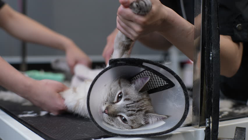 Close-up of unrecognizable female groomer cutting fur of adorable domestic cat wearing protective veterinary collar around cat neck. Loving pet owner assists handyman and holds pet, slow motion. | Shutterstock HD Video #1111209861