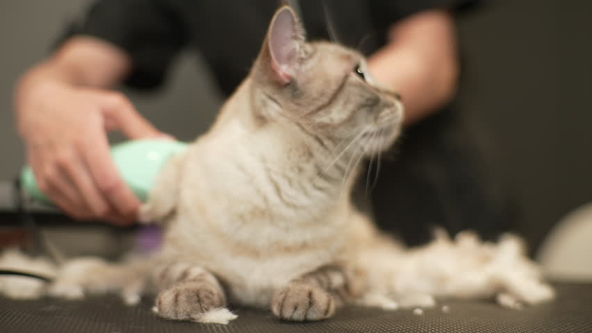 Portrait of adorable domestic cat grooming in pet beauty salon lying on table. Close-up hands of unrecognizable groomer master cutting cat, cares for pet, using electric shaving razor. | Shutterstock HD Video #1111209865