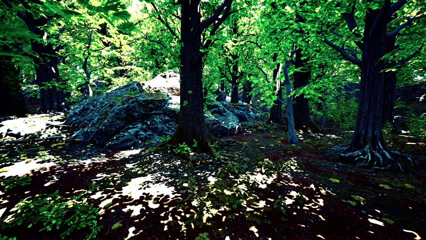 A forest filled with lots of green trees