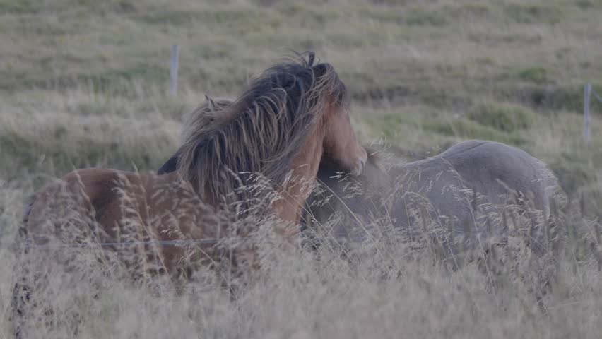 Horses biting each others backs in tall grass field in Iceland.
