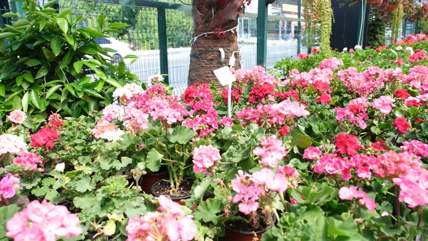 sardinia flower, Scented-Leaved Geranium, botanic garden