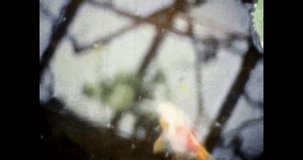Close up, colorful koi carp fish in natural lake. Golden, yellow, orange fish in aquarium. Aquatic animals goldfish in asia garden. Archival vintage color film. Old retro archive video. 1980s archives