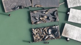 aerial video top view of San Francisco's most iconic residents, the sea lions (seals) of Pier 39, sharing platforms to rest in the sun, aerial video footage