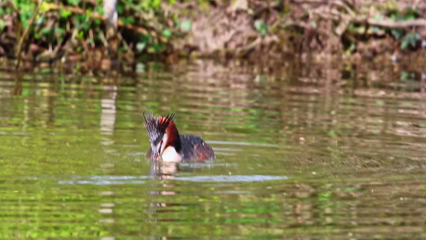 Great Crested Grebe, Podiceps cristatus has caught a fish. Bird with beautiful orange colors, a water bird with red eyes. It is the largest member of the grebe family found in the Old World.
