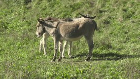 two free donkeys grazing. They move their tails