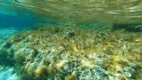 Underwater video of brightly colored fish ornate wrasse (Thalassoma pavo) fish swimming over rocks in the sea. Crete. Greece