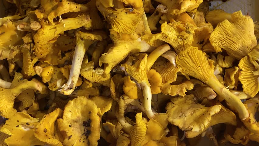 Chanterelle mushrooms in the basket