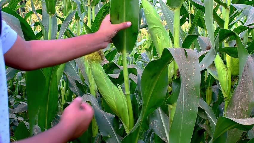 Ripe sweet corn cob, Farmer hands inspecting corn pods in corn field in background Royalty-Free Stock Footage #1111234151