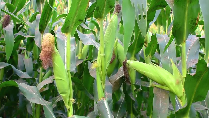 Organic corn plants thrive in sunny farmland. Green leaves, corn pods in corn field in background Royalty-Free Stock Footage #1111234159