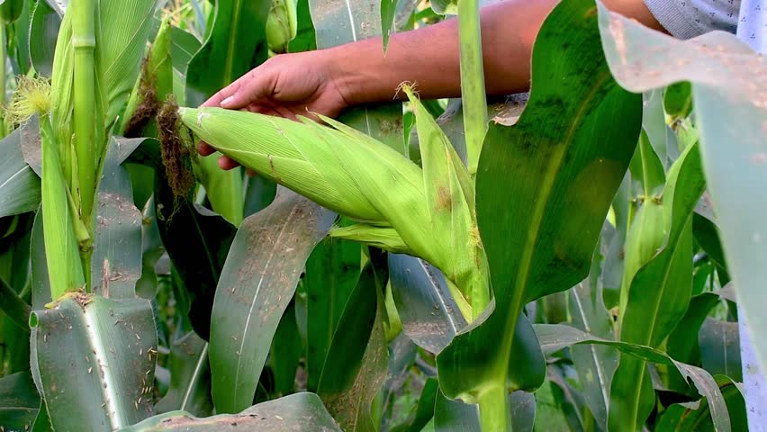 Ripe sweet corn cob, Farmer hands inspecting corn pods in corn field in background Royalty-Free Stock Footage #1111234163