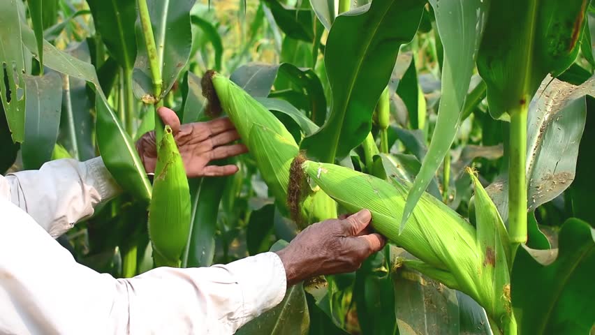 Ripe sweet corn cob, Farmer hands inspecting corn pods in corn field in background Royalty-Free Stock Footage #1111234165